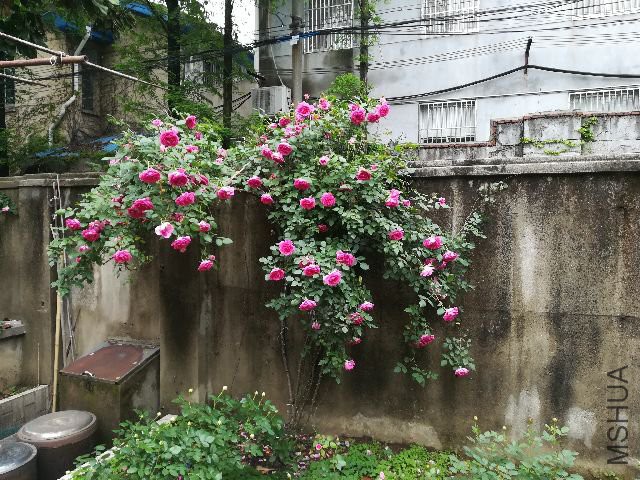 IMG_20180424_154714.jpg