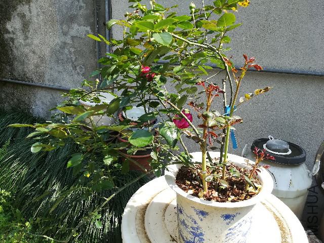 IMG_20180425_140014.jpg