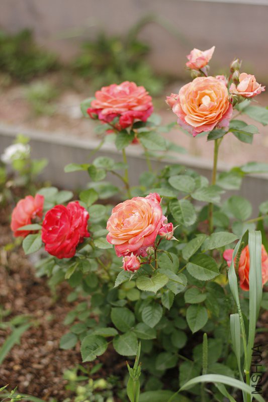 _MG_1136.jpg