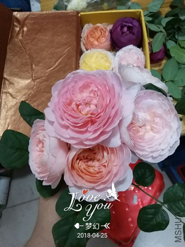 QQͼƬ20180425095638.jpg