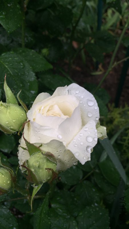 ����֮·-20180423.jpg