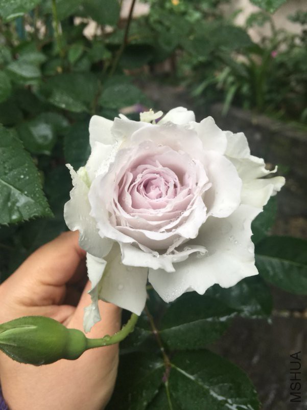 �Ӱ���-20180424.jpg