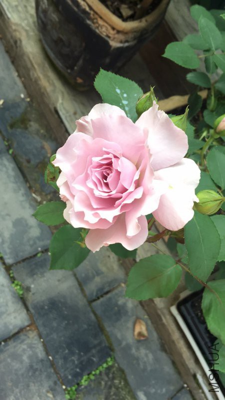 ����-20180425.jpg