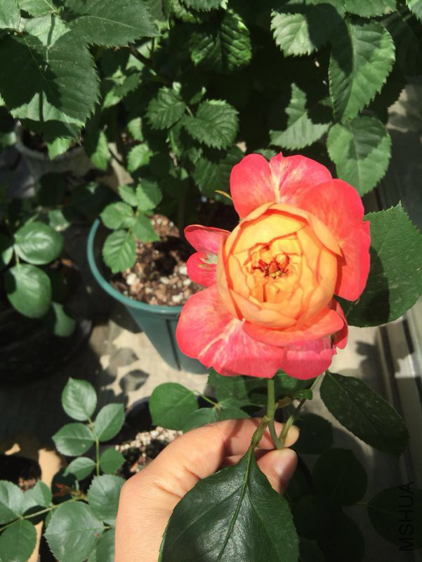 �ٱ���-20180425.jpg