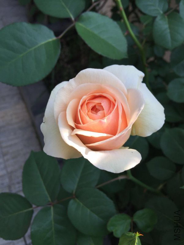 ����Ҷ-20180425.jpg