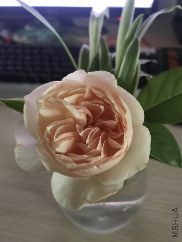 conew_img_7392.jpg
