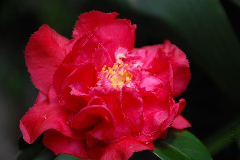 DSC_66720016.JPG