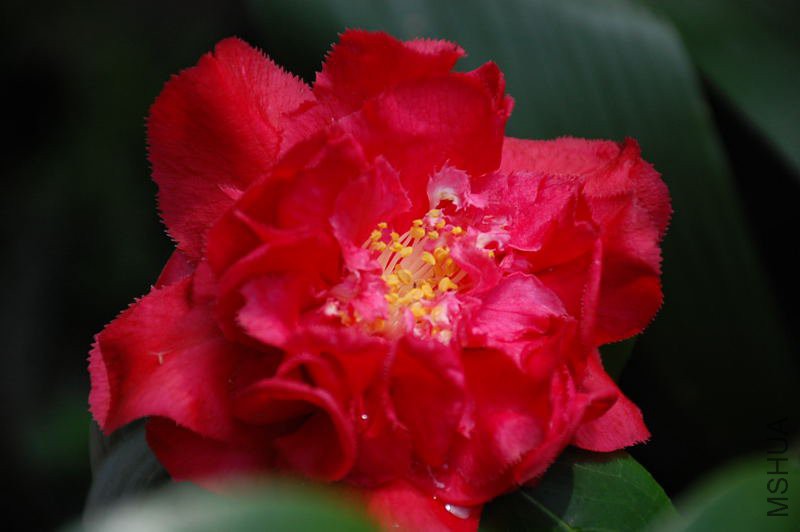 DSC_66740018.JPG