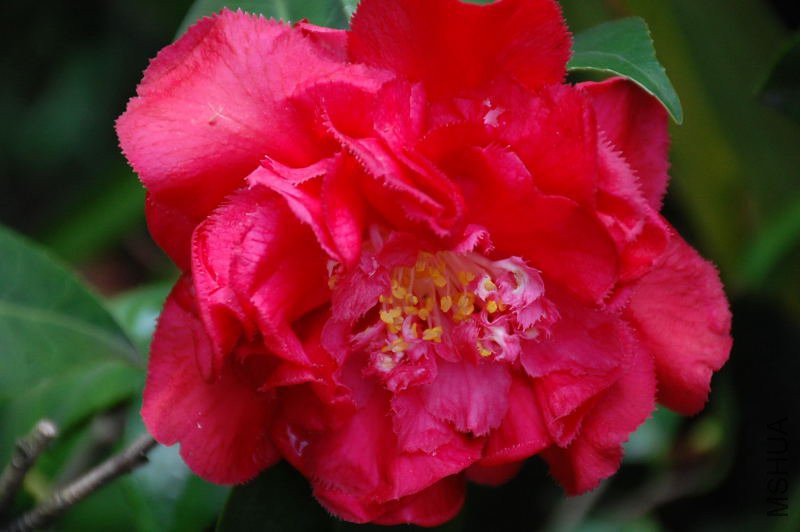 DSC_66710015.JPG