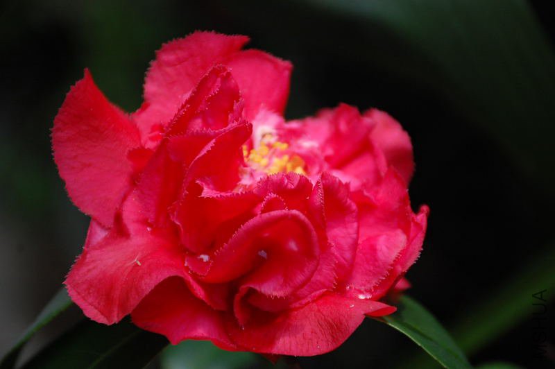 DSC_66730017.JPG