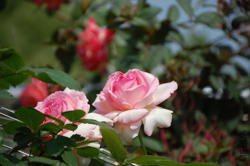 DSC_72470591.JPG