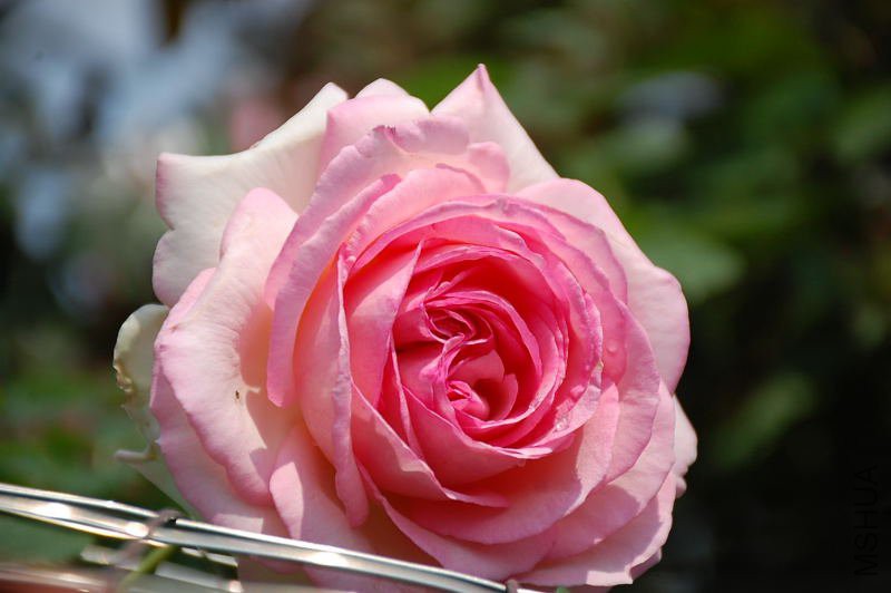 DSC_72830627.JPG