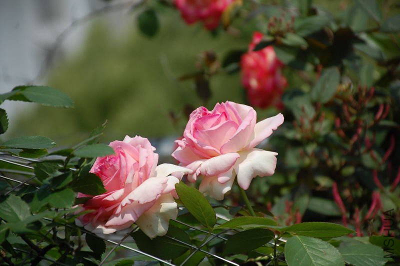 DSC_73400684.JPG