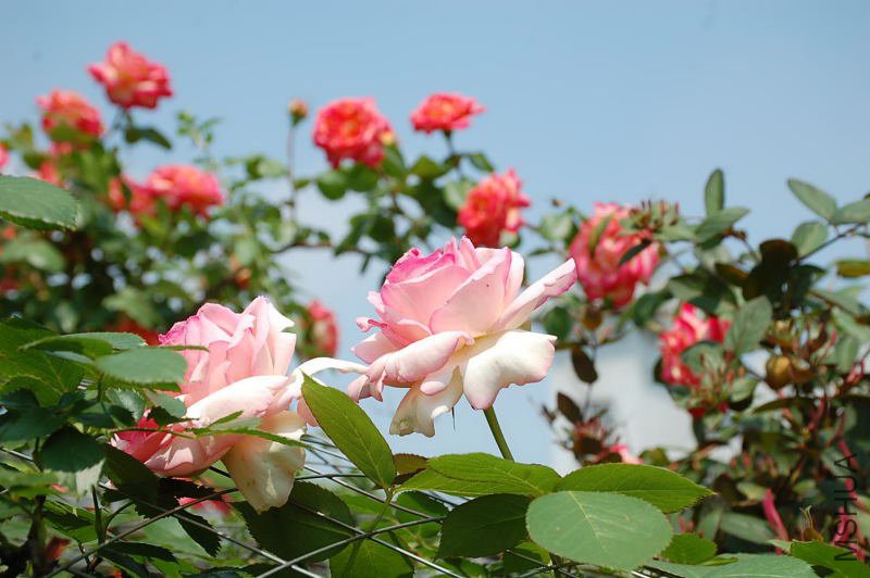 DSC_72790623.JPG