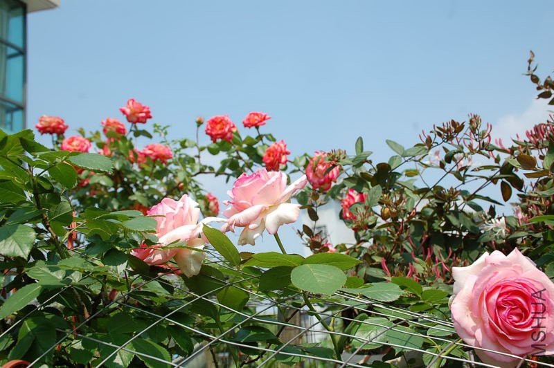 DSC_72780622.JPG