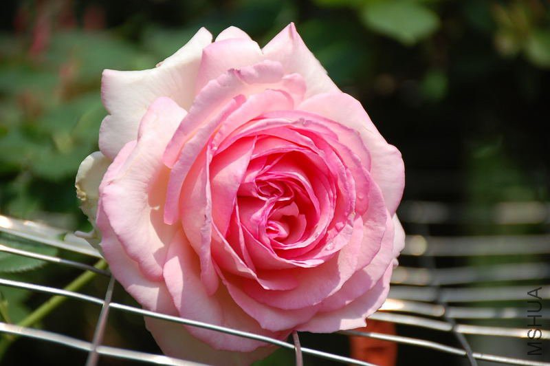 DSC_72550599.JPG