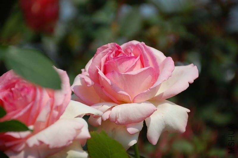 DSC_72640608.JPG