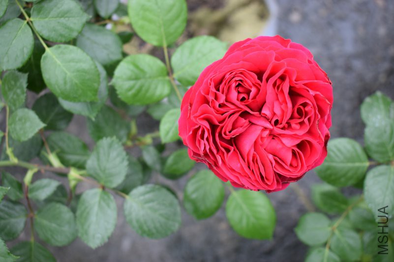 2B18396B-70E0-4783-B439-BACEA4E1FF7A.jpeg