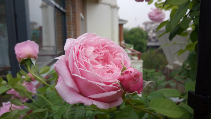 ΢��ͼƬ_20180426091438.jpg