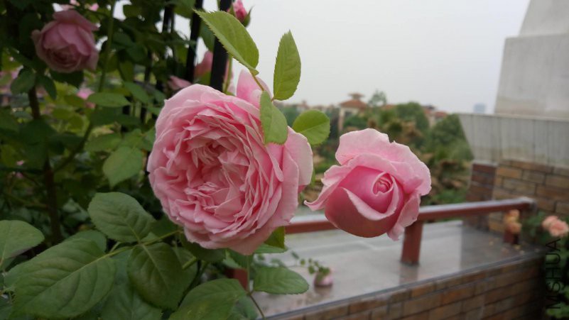 ΢��ͼƬ_20180426091441.jpg