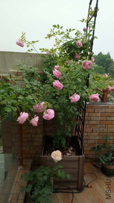 ΢��ͼƬ_20180426092002.jpg