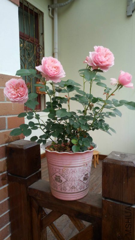 ΢��ͼƬ_20180426092303.jpg