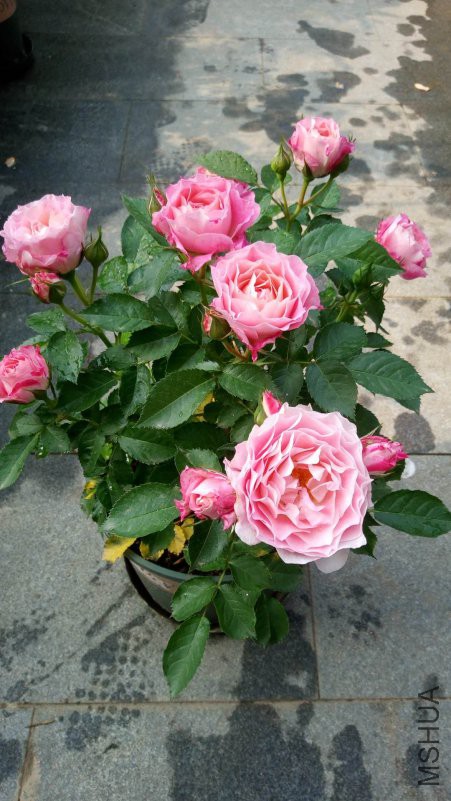 ΢��ͼƬ_20180426091858.jpg