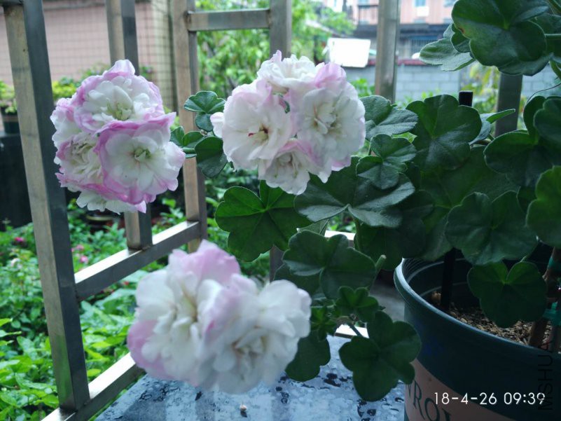΢��ͼƬ_20180426101605.jpg