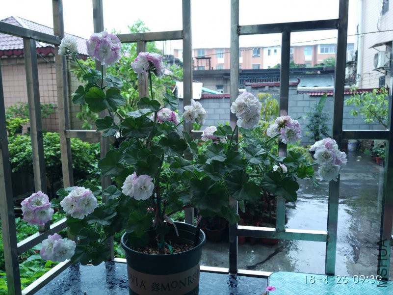 ΢��ͼƬ_20180426101611.jpg