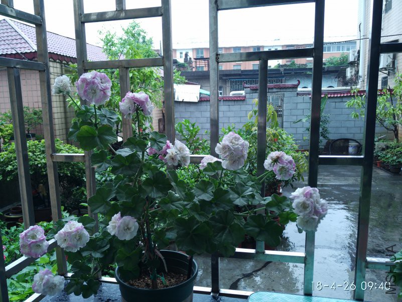΢��ͼƬ_20180426101638.jpg