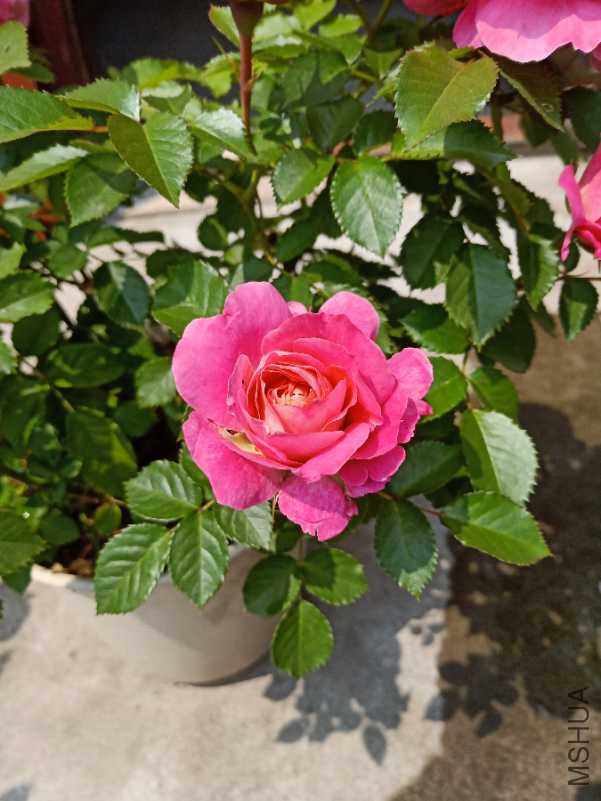 IMG20180426102940_1.jpg