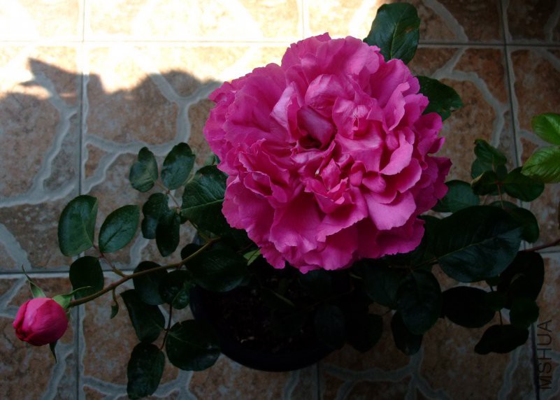 DSCF0007.JPG