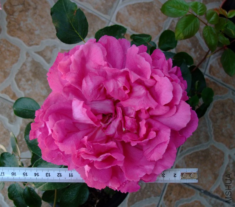 DSCF0010.JPG