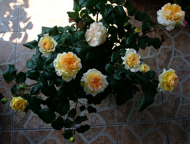 DSCF0027.JPG