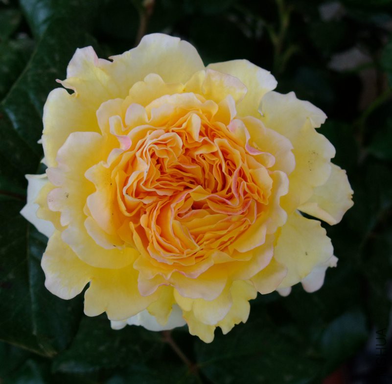 DSCF0038.JPG