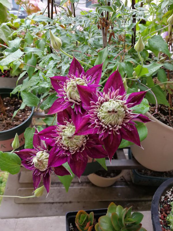 ������ 2018.4.23.JPG