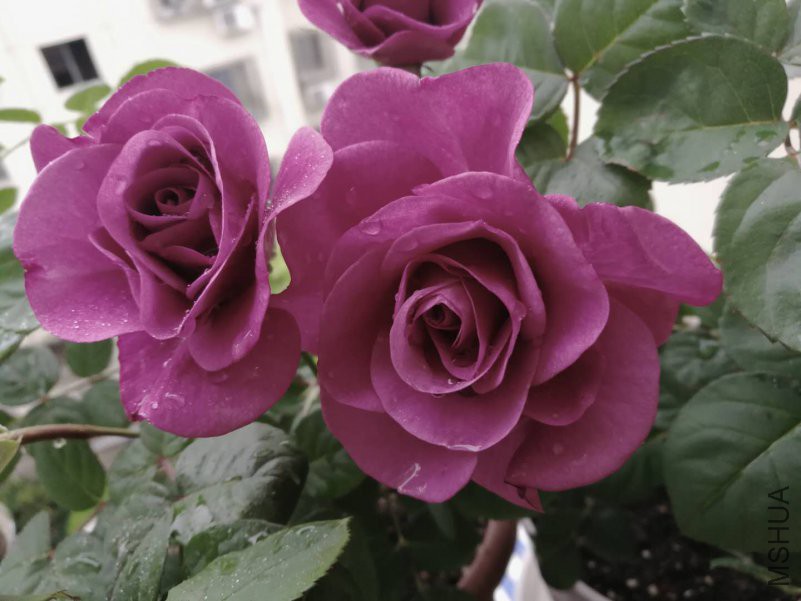 1802013637.jpg