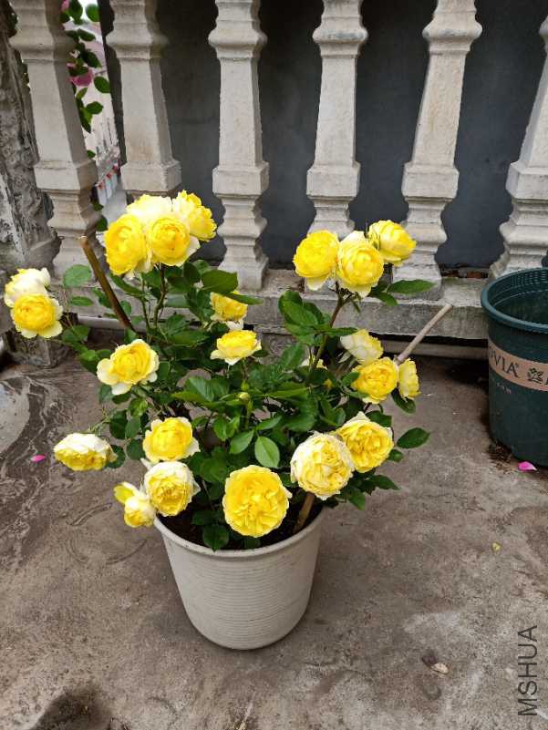 IMG20180426153706_1.jpg