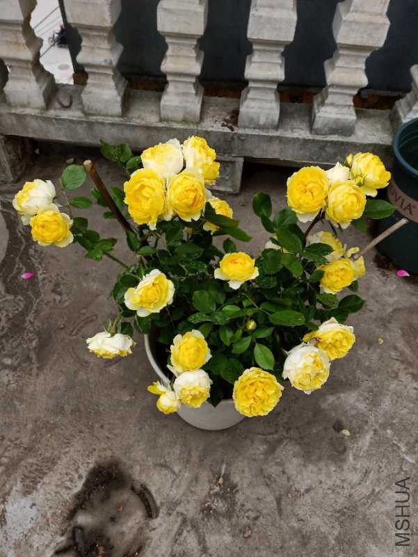 IMG20180426153639_1.jpg
