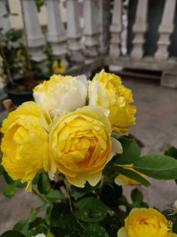 IMG20180426152748_1.jpg