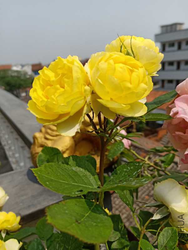 IMG20180426102842_1.jpg
