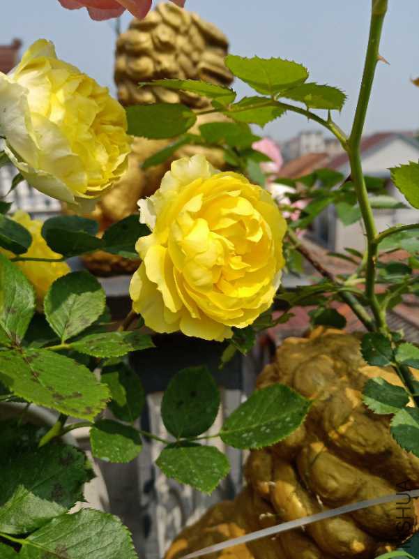 IMG20180426102846_1.jpg