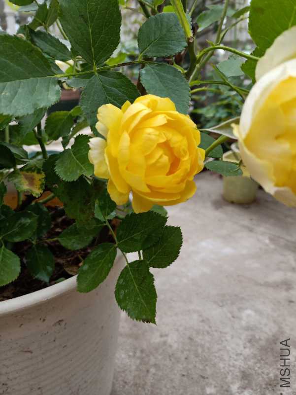 IMG20180426152904_1.jpg