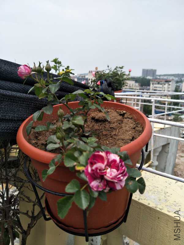 IMG20180426122600.jpg