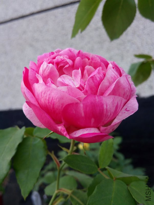 IMG_20180417_070646.jpg