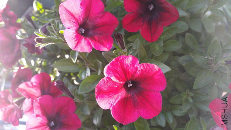 20180419_065119.jpg