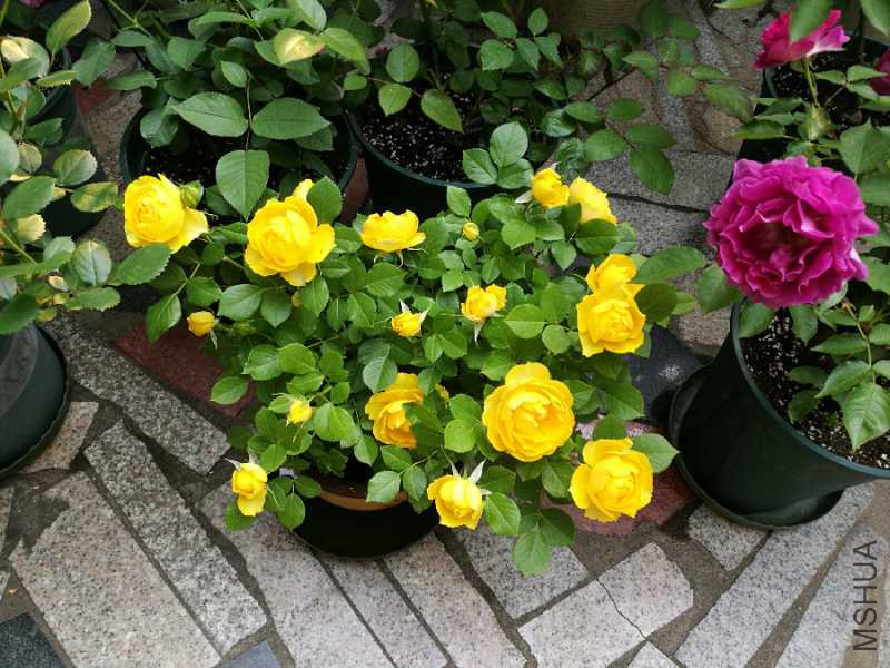 IMG_20180427_071659.jpg