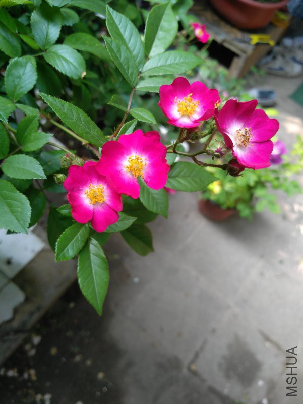 IMG_20180427_142929.jpg