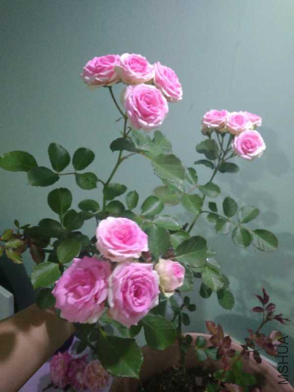 IMG_20180426_194400.jpg