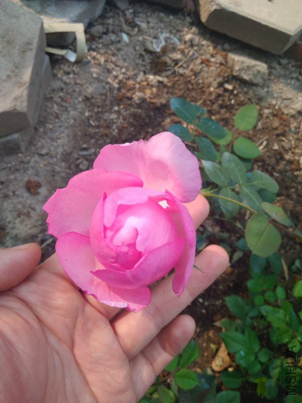 IMG_20180428_084338.jpg
